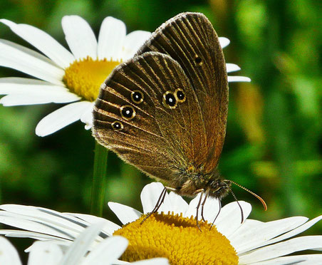 Aphantopus_hyperantus Der Braune Waldvogel lebt meist auf magerem Grünland - heute eine Mangelware (Fritz Lüdorf)