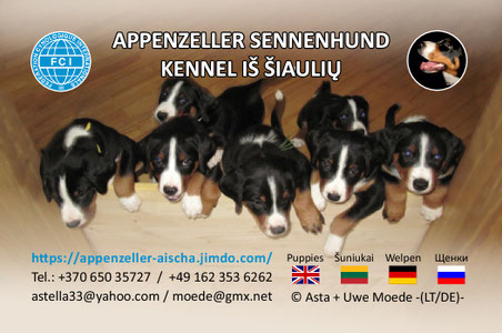 apencelio-zenenhundas-2, Apencelio - Zenenhundas - AISCHA   - Lietuvos čempionas - -Šuniukų rezervavimas -
