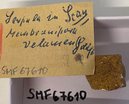 Senckenberg, Bryozoa, Bryozoen, Moostierchen, Sammlung Voigt