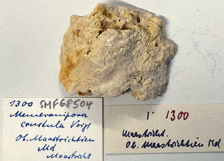 Senckenberg, Bryozoa, Bryozoen, Moostierchen, Sammlung Voigt
