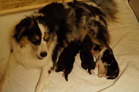 Miniature American Shepherd Welpen Fee