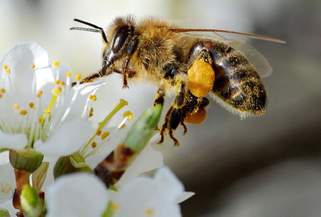 Eine Biene beim Blütenbesuch. Man sieht hier schön ihre Pollenhöschen. Der Pollen dient der Biene als Eiweißlieferant. Eine Biene kann in 2 Minuten bis zu 1km fliegen und müsste für 500g ca 3,5-mal um die Erde fliegen.