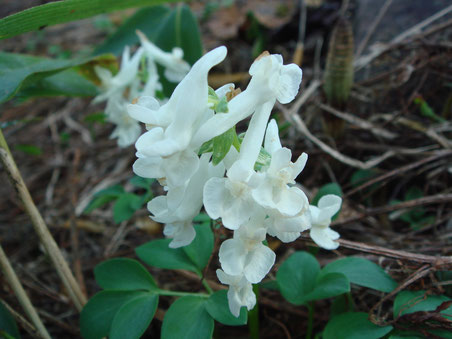 エゾノエンゴサク（白花）