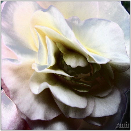 begonia tuberosa