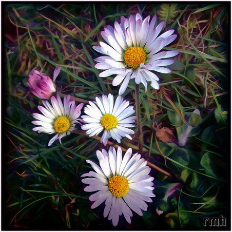daisies