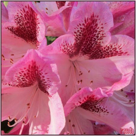 rhododendron in full bloom