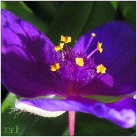 blue spiderwort (Tradescantia virginiana)