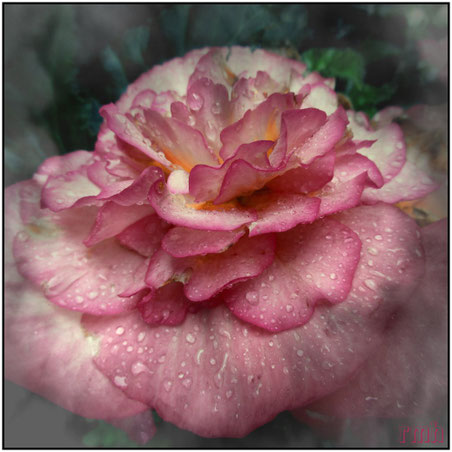 begonia