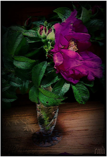 purple wild roses