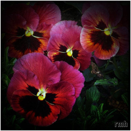 ruby pansies
