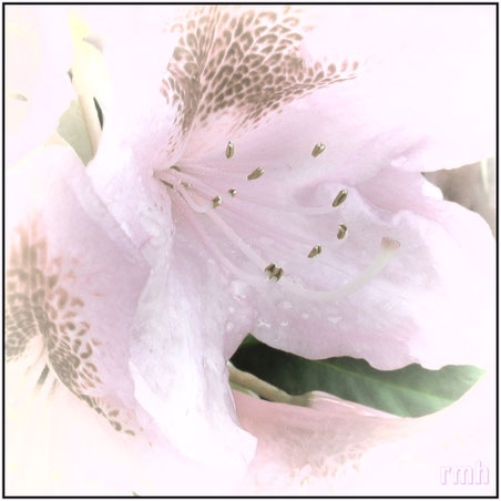view into a rhododendron blossom