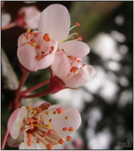 japanese plum blossoms (prunus mume)