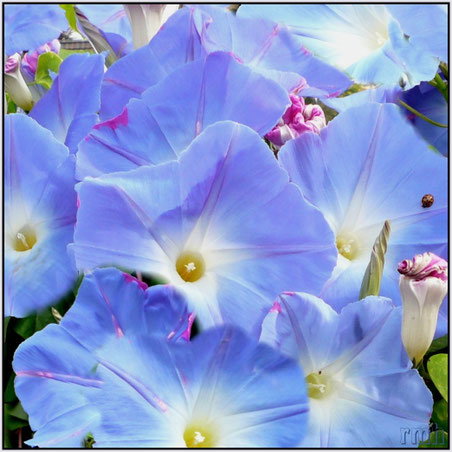 heavenly blue Ipomoea