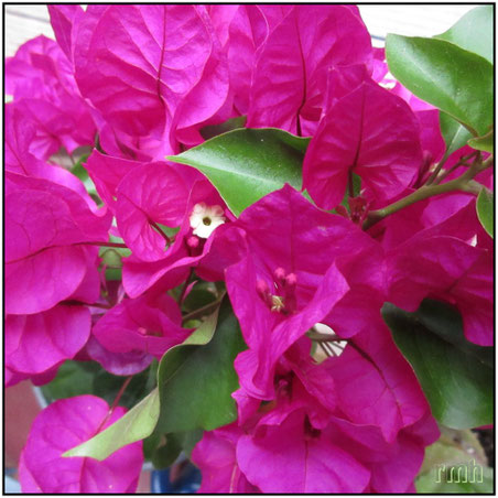 Bougainvillea
