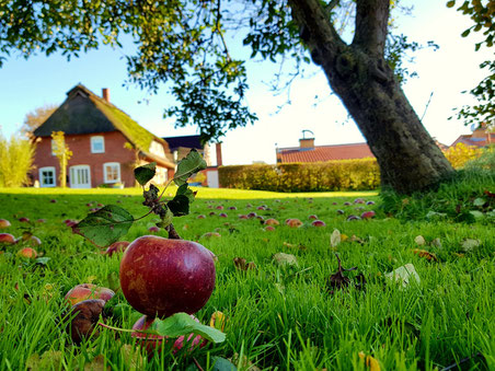Bildbeschreibung: im Vordergrund liegt ein Apfel unseres Apfelbaumes, Im Hintergrund ist unser Haus zu sehen. In diesem Haus befindet sich unsere Ferienwohnung