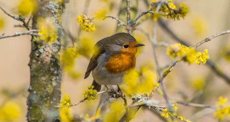 Vogel Frühling Rotkehlchen Farben Emanuel Niederhauser pic4you