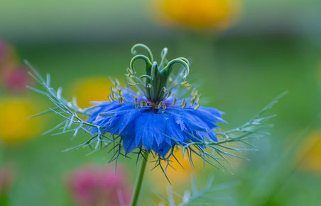 Makro Blume Blau Farben Emanuel Niederhauser pic4you