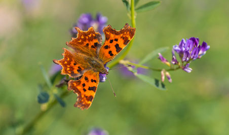 Falter Wiese Orange Farben Emanuel Niederhauser pic4you