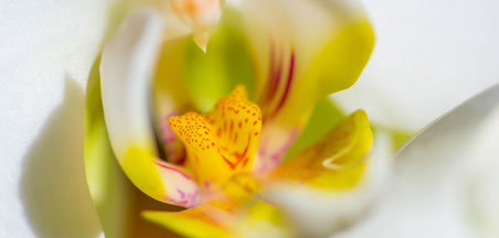 Orchidee Makro Farben Emanuel Niederhauser pic4you