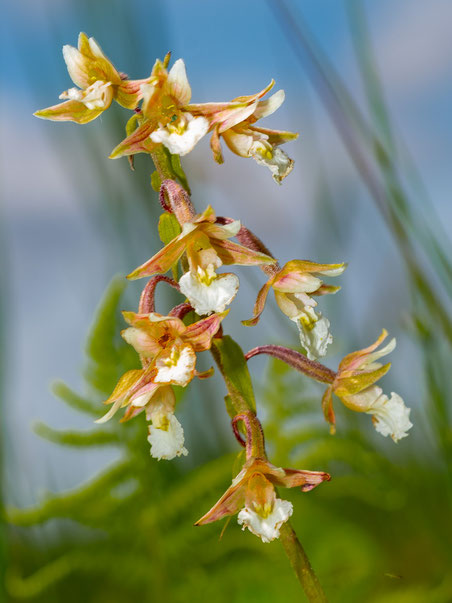 Sumpf-Stendelwurz (Orchidee) © Erich Jöckel