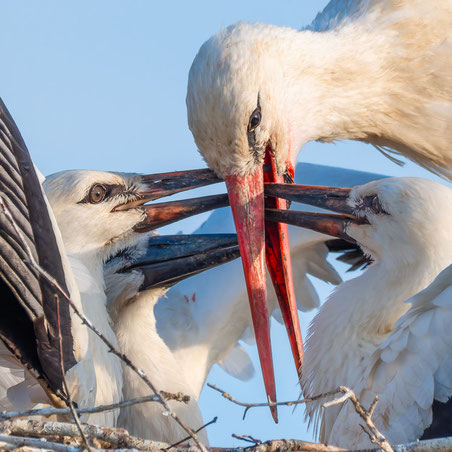 Weißstorch beim füttern © Erich Jöckel