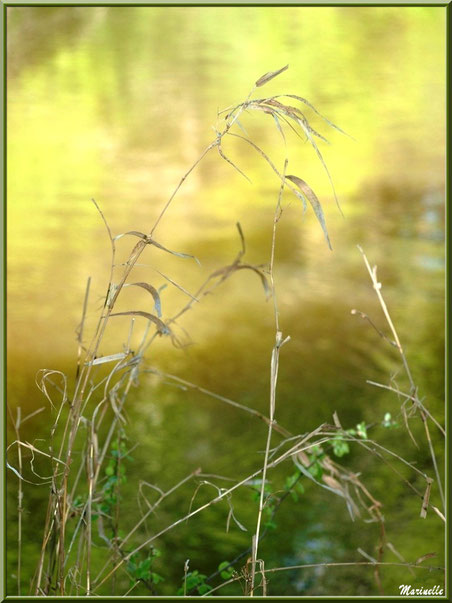 Herbacées et reflets en bordure de La Leyre, Sentier du Littoral au lieu-dit Lamothe, Le Teich, Bassin d'Arcachon (33)