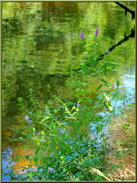 Salicaire Commune et reflets en bordure de La Leyre, Sentier du Littoral au lieu-dit Lamothe, Le Teich, Bassin d'Arcachon (33)