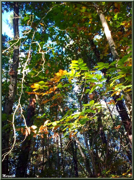 Marronnier automnal parmi les pins, forêt sur le Bassin d'Arcachon (33) 