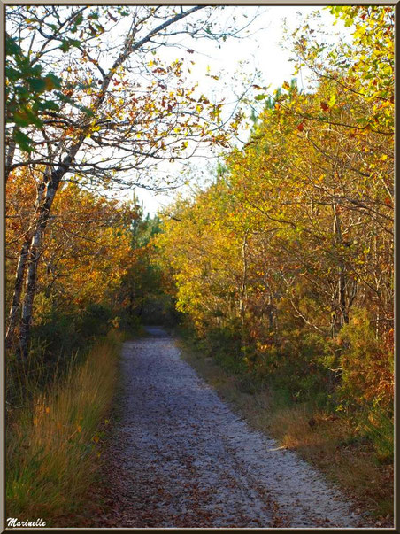 Chemin forestier aux couleurs début automne, forêt sur le Bassin d'Arcachon (33) 