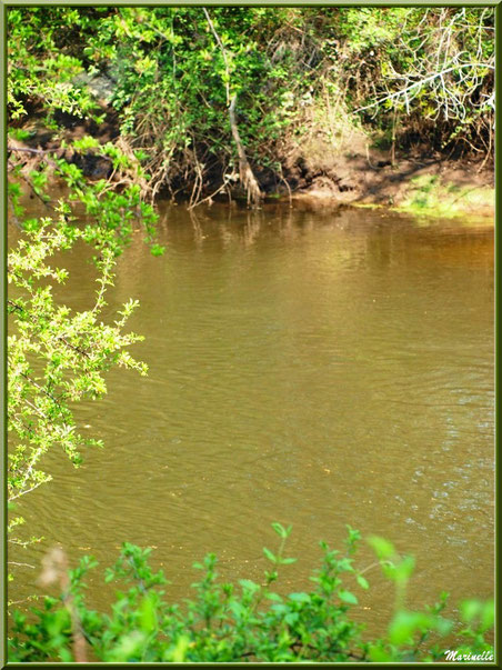 Verdure et reflets en bordure de La Leyre, Sentier du Littoral au lieu-dit Lamothe, Le Teich, Bassin d'Arcachon (33) 