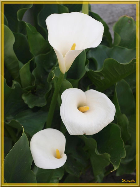 Bouquet d'arums du jardin
