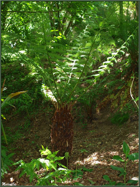 Le sentier de la Vallée du Bas : Cyatheale ou Fougère Arborescente - Les Jardins du Kerdalo à Trédarzec, Côtes d'Armor (22)