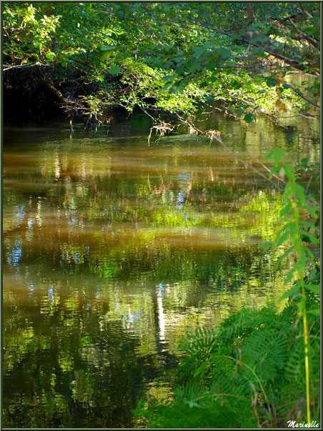 Verdoyance et reflets en bordure de La Leyre, Sentier du Littoral au lieu-dit Lamothe, Le Teich, Bassin d'Arcachon (33)