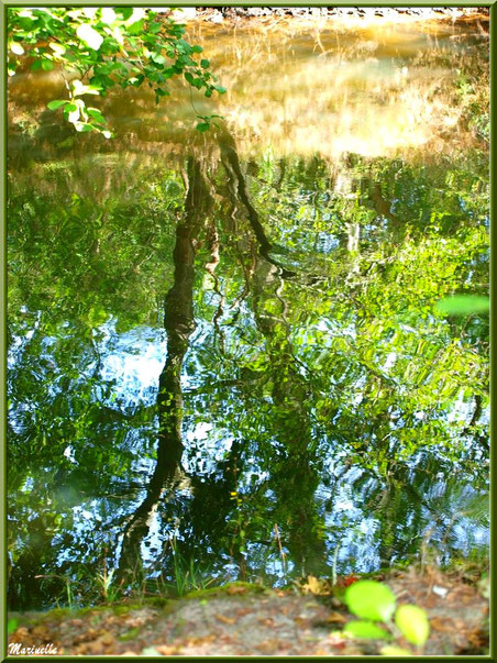 Verdoyance et reflets en bordure de La Leyre, Sentier du Littoral au lieu-dit Lamothe, Le Teich, Bassin d'Arcachon (33)  