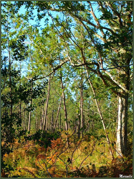 Méli mélo forestier : végétation diverses aux couleurs début automne, forêt sur le Bassin d'Arcachon (33) 