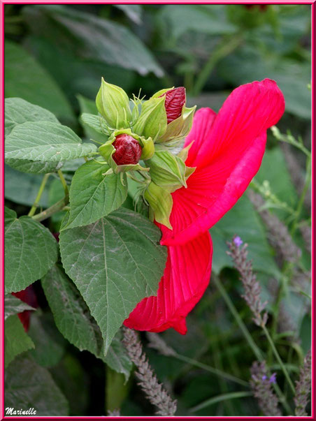 Hibiscus moscheutos rouge (hibiscus géant) parmi de la lavande