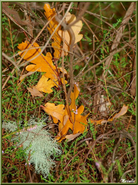 Bouquet de feuilles de chêne automnales et de bruyère avec touffe de lichen, forêt sur le Bassin d'Arcachon (33)  