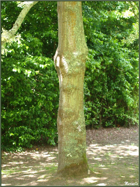 La Lande Dorée - Les Jardins du Kerdalo à Trédarzec, Côtes d'Armor (22) 