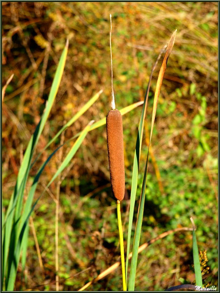 Roseau en bordure d'une craste (fossé), forêt sur le Bassin d'Arcachon (33)  