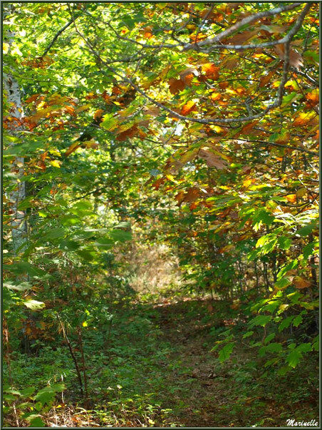 Sous-bois automnal en forêt sur le Bassin d'Arcachon (33)  