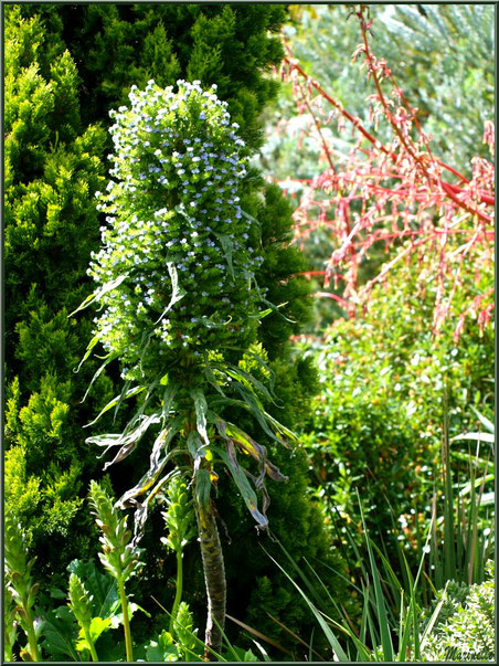 Les Terrasses : Cyprès, Echium pininana (Vipérine des Canaries) sur son immense tige, Acanthes à son pied, Beschorneria yuccoides avec tiges et fleurs rouges à droite -  Les Jardins du Kerdalo à Trédarzec, Côtes d'Armor (22) 