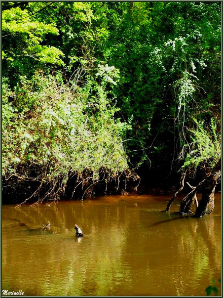 Végétation luxuriante, aubépines en fleurs et reflets en bordure de La Leyre, Sentier du Littoral au lieu-dit Lamothe, Le Teich, Bassin d'Arcachon (33) 