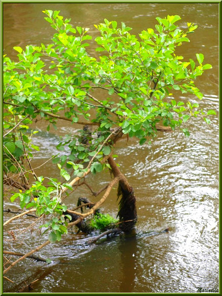 Arbrisseau "les pieds dans l'eau" au fil de La Leyre, Sentier du Littoral au lieu-dit Lamothe, Le Teich, Bassin d'Arcachon (33) 