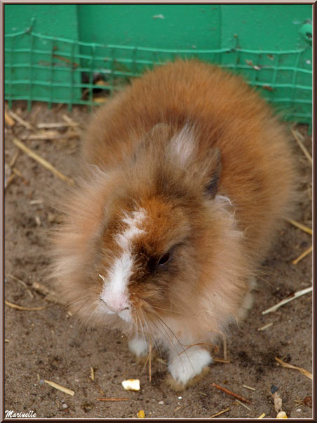 Lapin Angora, Parc de la Coccinelle, mini-ferme à Gujan-Mestras, Bassin d’Arcachon (33) 