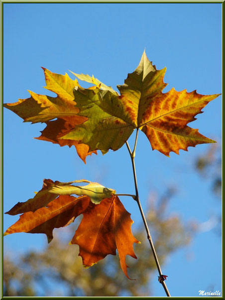 Feuilles de platane automnal au soleil, forêt sur le Bassin d'Arcachon (33) 