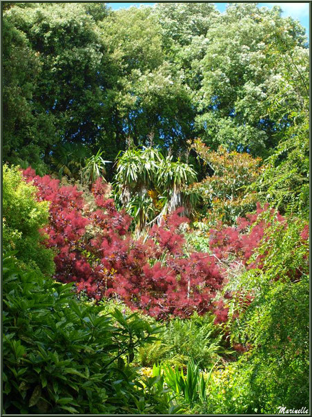 Entrée du sentier de la Vallée du Bas avec en touffe rouge un Cotinus coggygria ou Arbre à Perruques ou Fustet ou Barbe de Jupiter  - Les Jardins du Kerdalo à Trédarzec, Côtes d'Armor (22) 