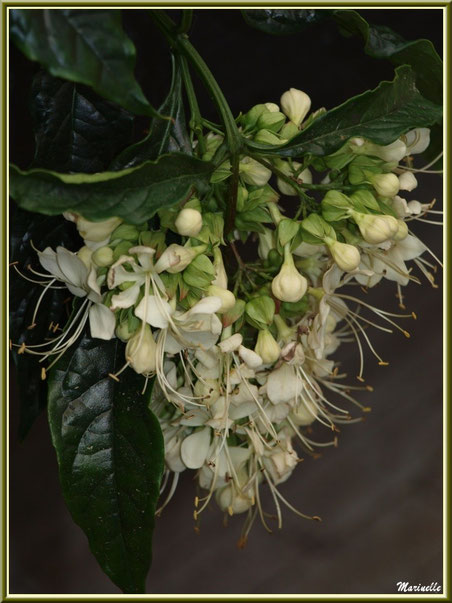 Médinilla blanche (une variété)