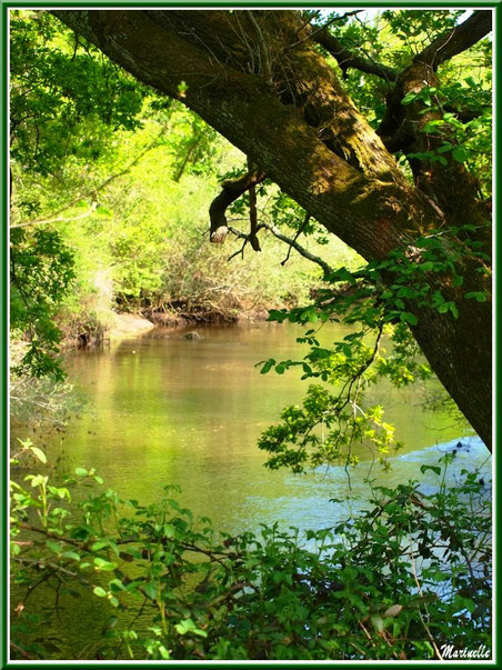 Verdoyance et reflets en bordure de La Leyre, Sentier du Littoral au lieu-dit Lamothe, Le Teich, Bassin d'Arcachon (33) 