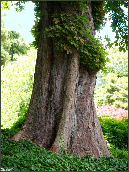 Le sentier de la Vallée du Bas : très vieux marronnier- Les Jardins du Kerdalo à Trédarzec, Côtes d'Armor (22) 