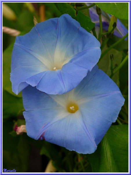 Liseron bleu, au jardin